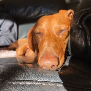 Meet your Posher, Wendy